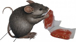 Raticidas y ratoneras